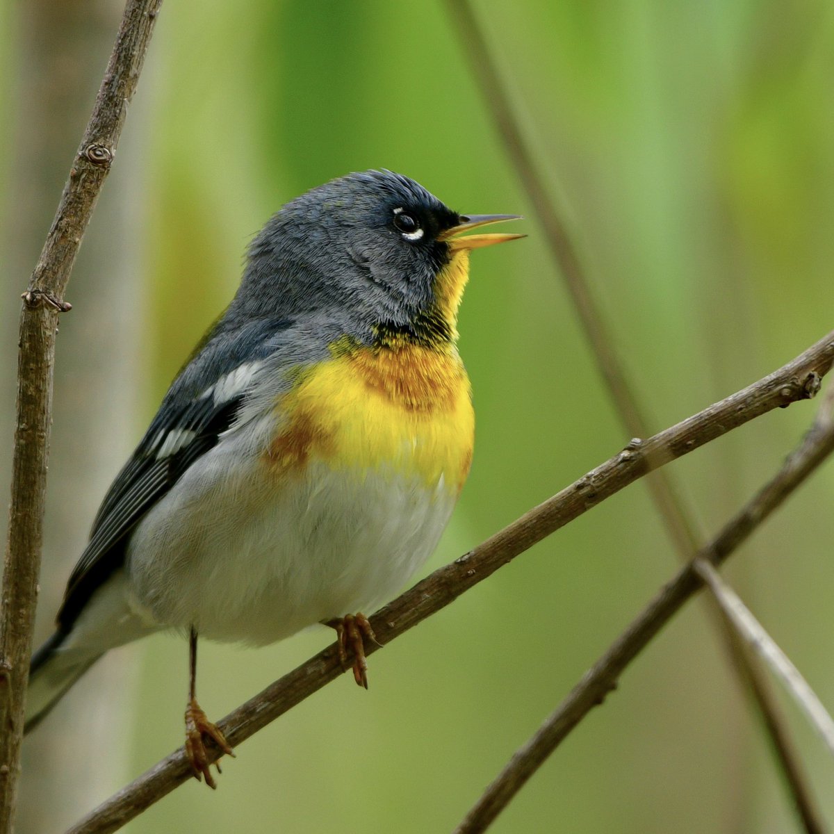 Northern Parula singing away on the boardwalk at Magee Marsh. 
Biggest Week in American Birding
#BWIAB #MageeMarsh #Birds #BirdTwitter #TwitterBirds