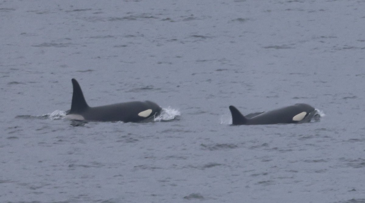 3 days of thick haar in Shetland & then BOOM 💥 Pod of orca passing Eshaness Lighthouse right below our feet! #WDCShorewatch