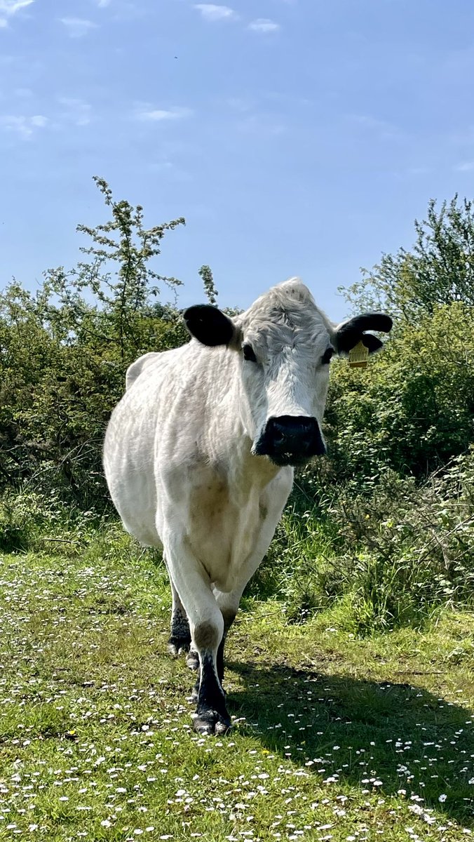 Made a new friend 🐮