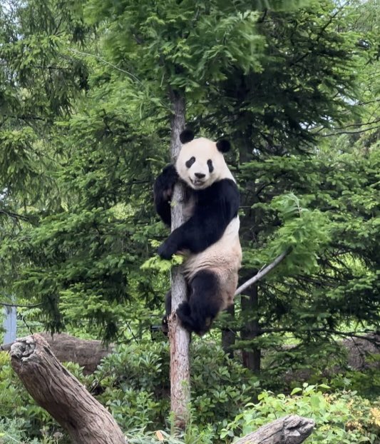 ☔️ドヤ顔🐼木登りーりー

#リーリー #上野動物園 #Panda #パンダ #比力 #シャオレイ の父 #めみ動物園