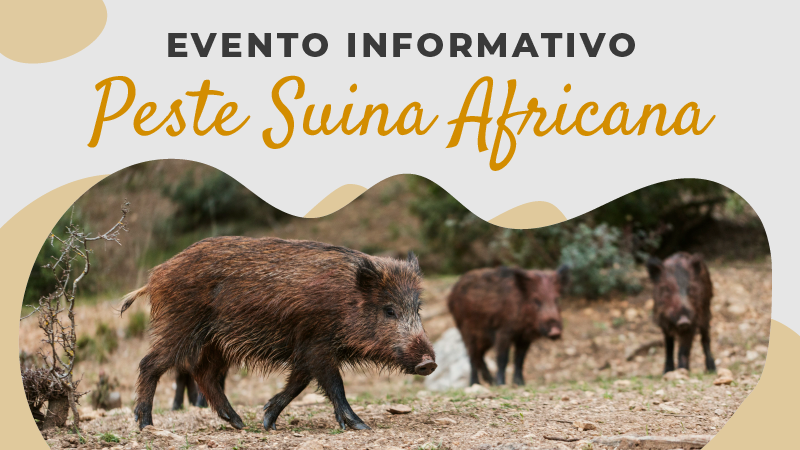 Peste Suina Africana. Martedì #14maggio un evento informativo a Pian di Setta tinyurl.com/mv39ah73