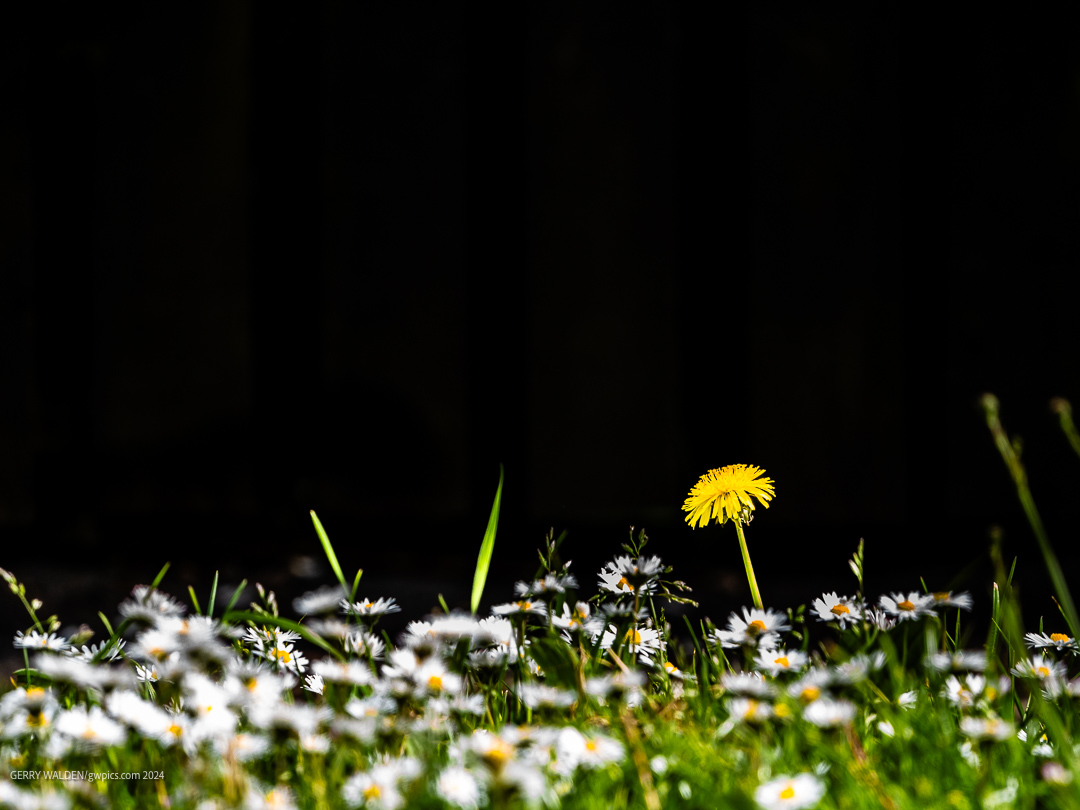 Gerry Walden (@gwpics) on Twitter photo Taken at 4 p.m. on Friday and first sale today - that has to be a record thanks to <a href="/adobestock/">Adobe Stock</a>! #stockphotos #flowerphotos #libraryphotos <a href="/OMSYSTEMcameras/">OM SYSTEM Cameras</a> #OlympusOM1 <a href="/NatGeoYourShot/">NG Your Shot</a> #yourshotphotographer Taken at 4 p.m. on Friday and first sale today - that has to be a record thanks to <a href="/adobestock/">Adobe Stock</a>! #stockphotos #flowerphotos #libraryphotos <a href="/OMSYSTEMcameras/">OM SYSTEM Cameras</a> #OlympusOM1 <a href="/NatGeoYourShot/">NG Your Shot</a> #yourshotphotographer