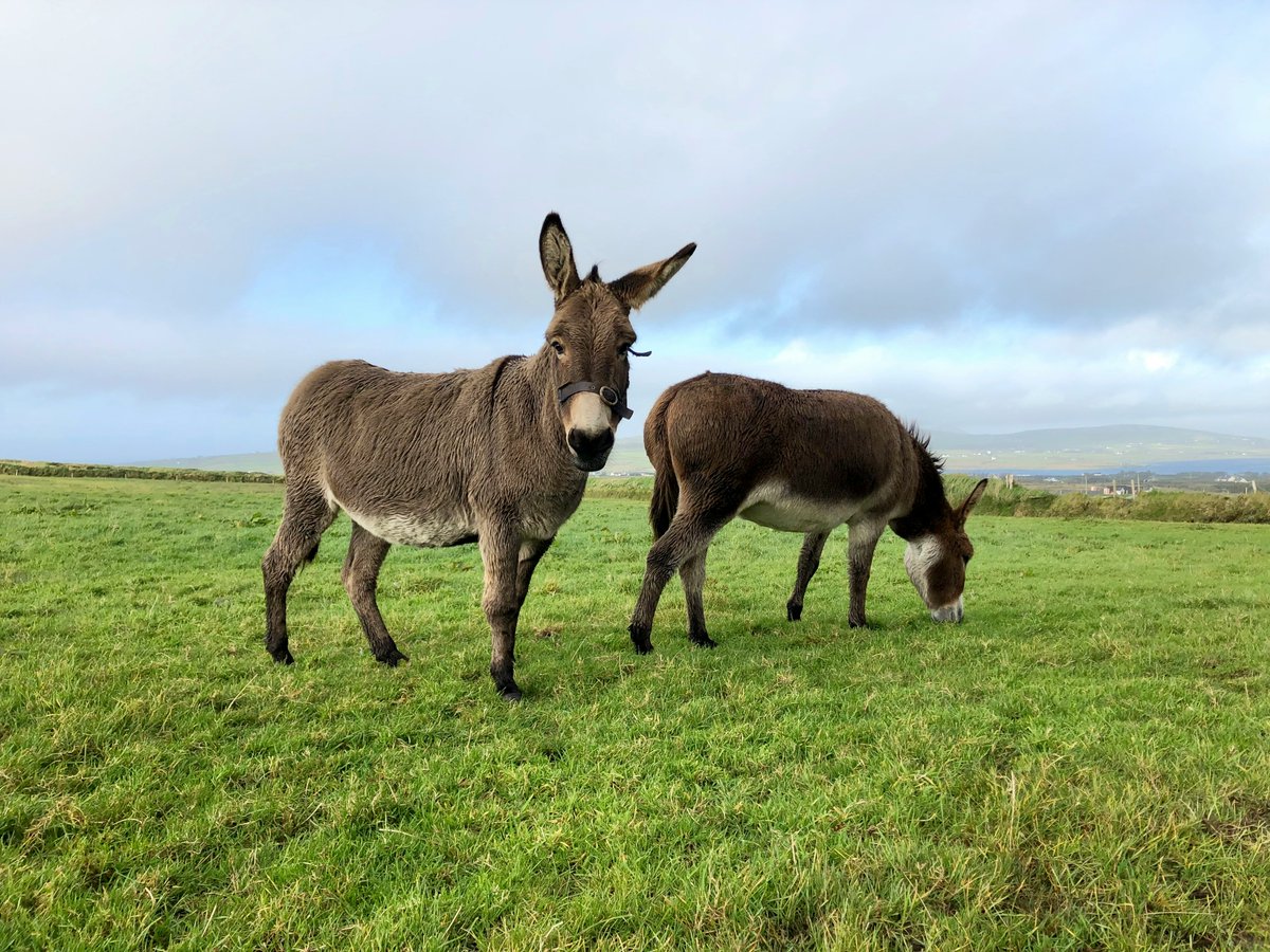This #WorldDonkeyDay, we’re celebrating the incredible impact donkeys can have in the community thanks to Miniature Donkeys for Wellbeing, funded by @TNLComFund. Their work enables donkey visits to care homes, special needs schools and much more. 🫏 minidonks.org.uk