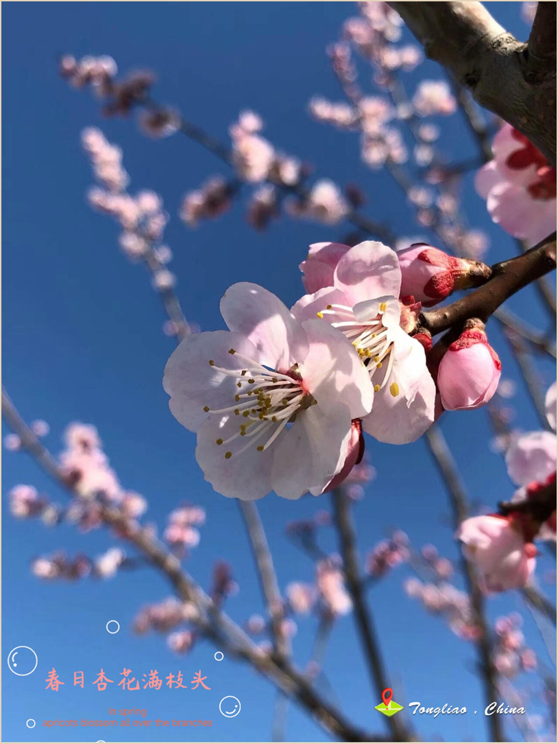 春日杏花满枝头
In spring, apricots blossom all over the branches