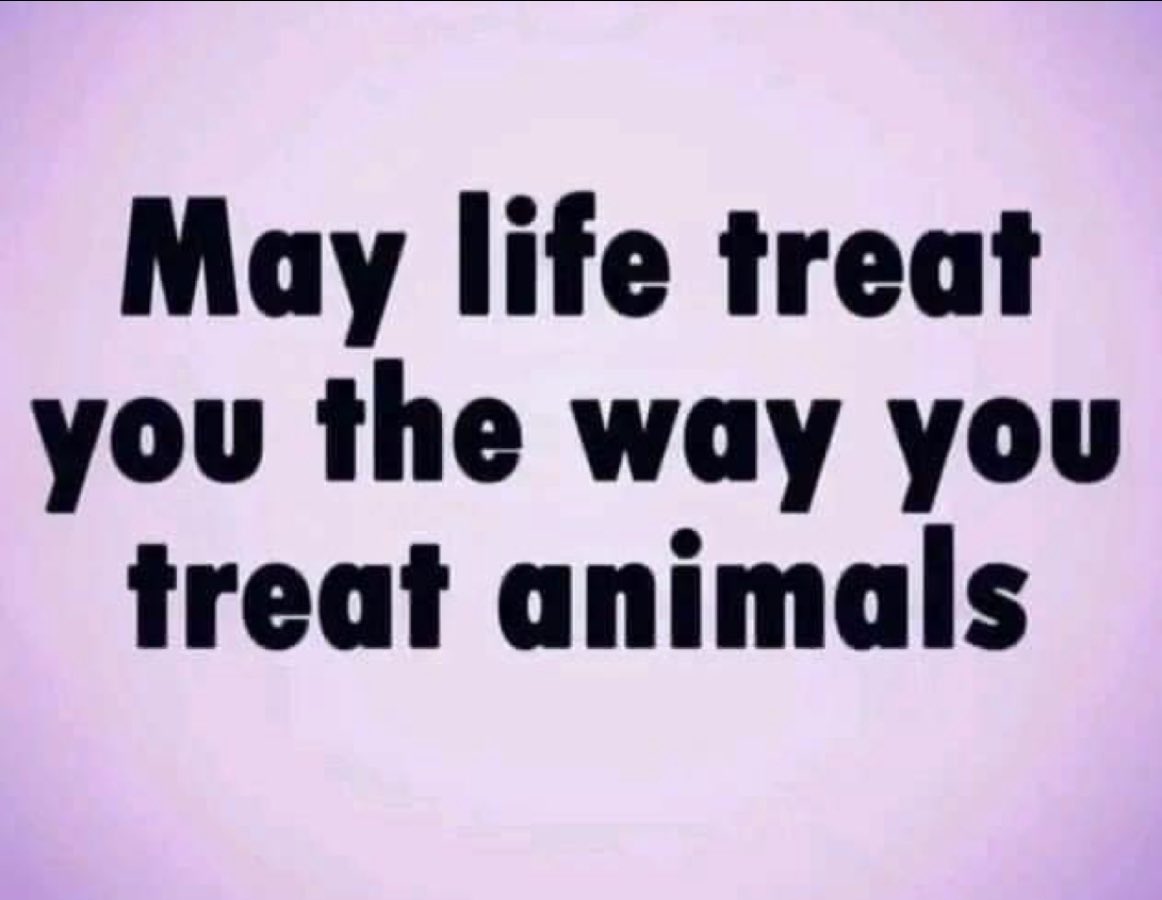 @Matoaka_M @BirdCentralPark His/her presence will perhaps (though unlikely) help callous humans rethink their exploitation of #turkeys and instead #ChooseCompassion for a kinder world 🌱💚