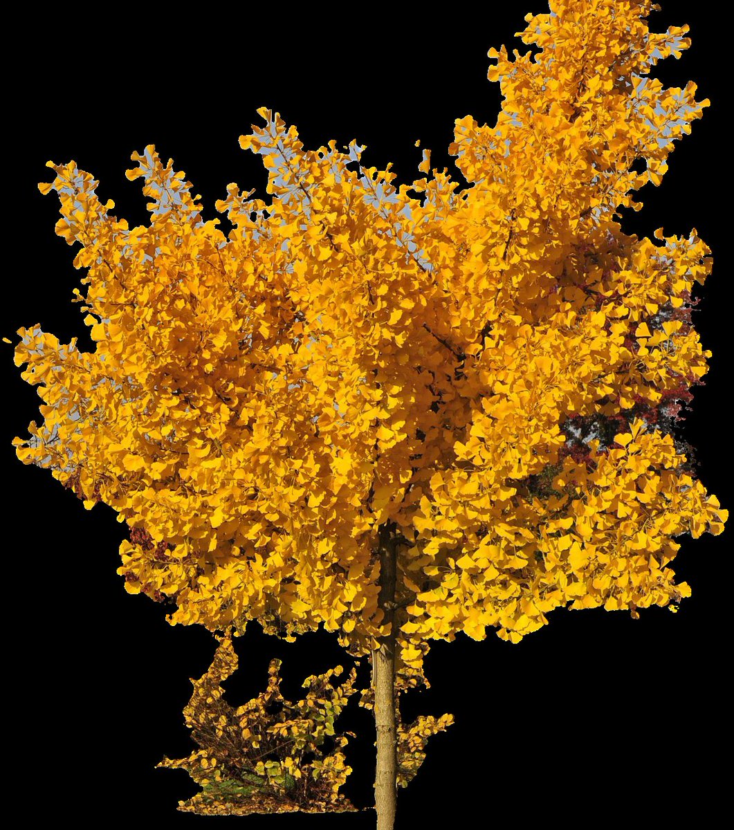 DBGdotSCOT's tweet photo. @ScotsSolomon @Grouse_Beater It's a Carboniferous throwback...
(brain cell capacity as yet undefined)
unfortunately:
there's occasionally an 'extinction' that was a 'nearly extinct' presumption...
#ThereIsAlwaysOne
other examples include:
Ginko Biloba (also not always green) https://t.co/FjSi7DHBJ9