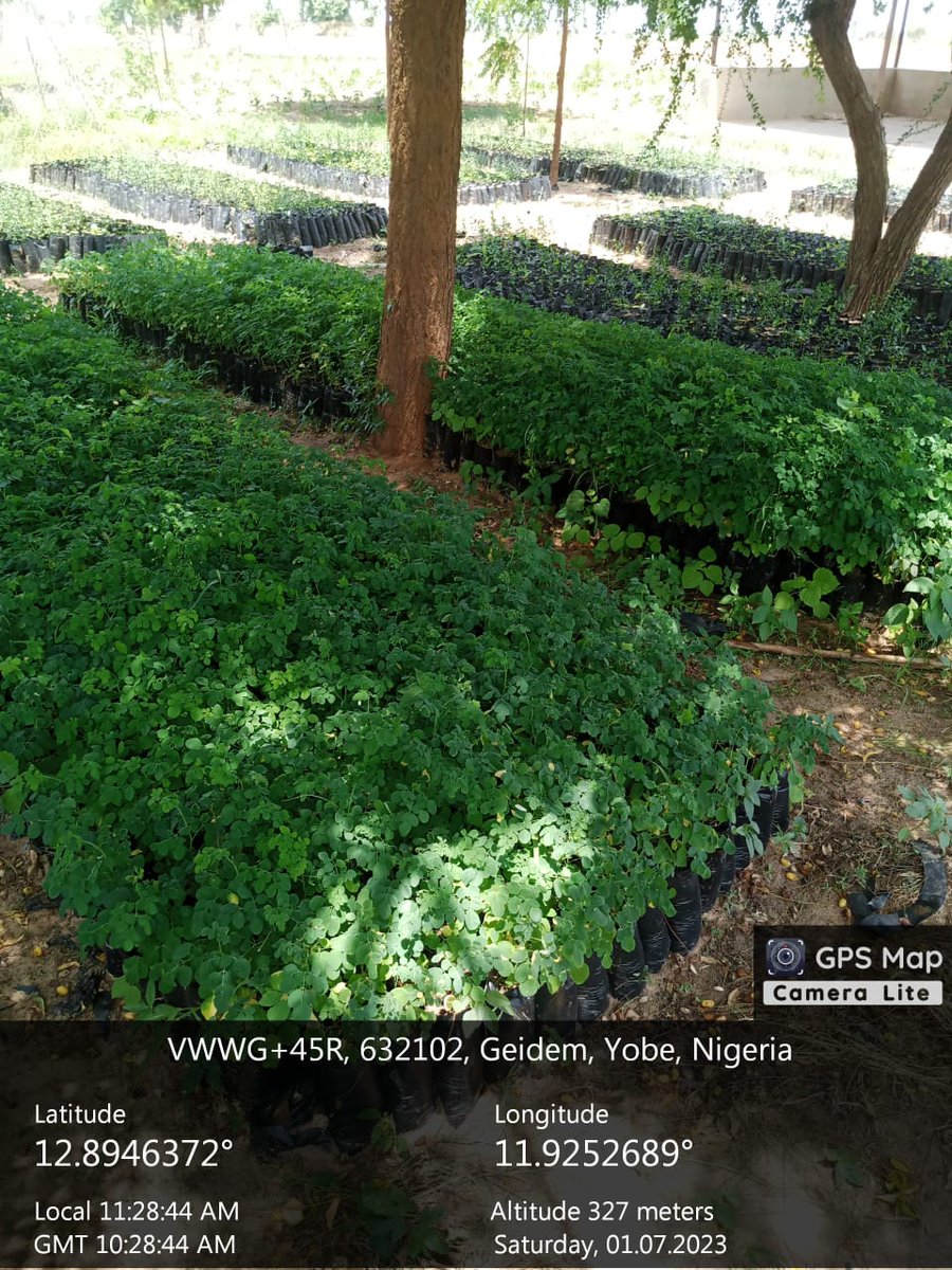 2023 seedlings production in Yobe State