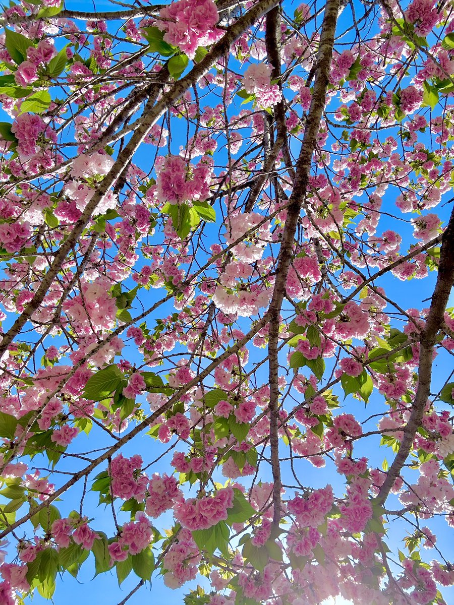 牡丹桜パート3🌸🌸🌸
見上げたバージョンですね！花が重いから？なのか下を向いたやつが多くて、見上げて撮ると綺麗で最高だぜ😆