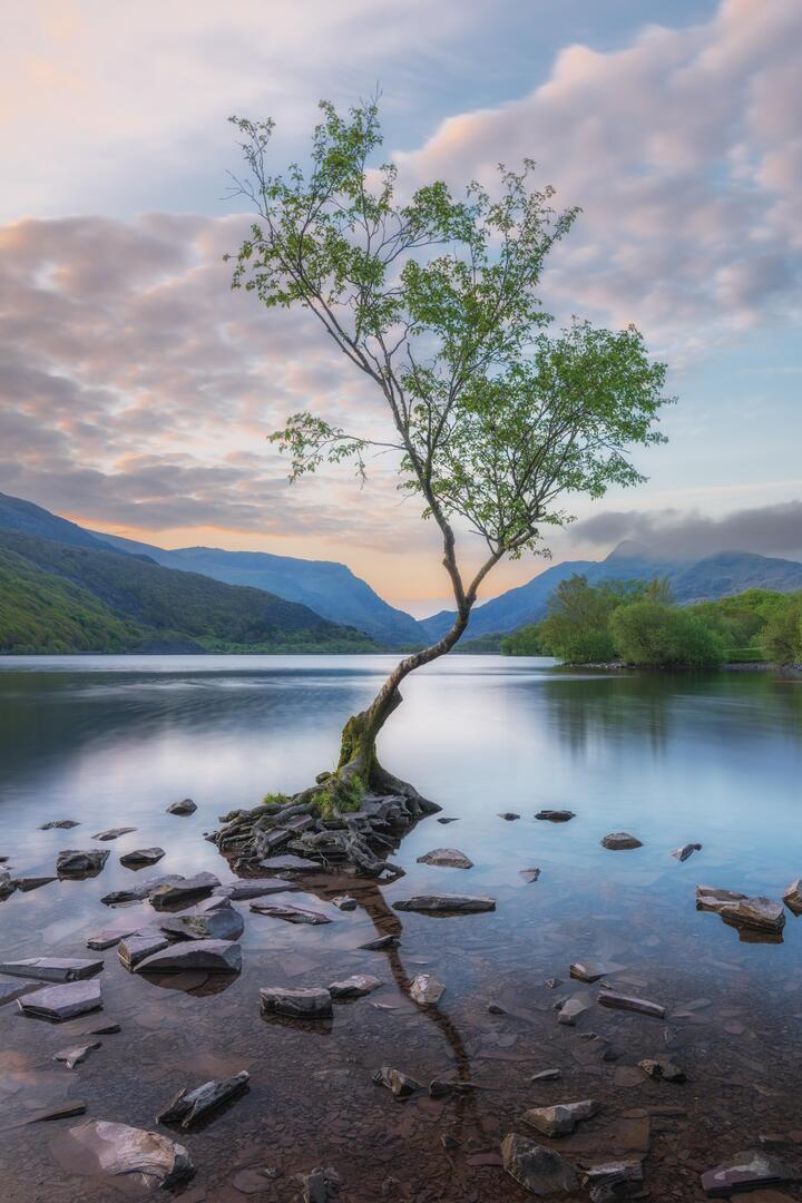 Enjoy #OurEarthPorn!
(Steal This Hashtag for your own and join the community of Nature Addicts! )

The Lonely Tree At Llanberis, North Wales [OC] [4711x7066] 
Photo Credit: Furbs109 
.