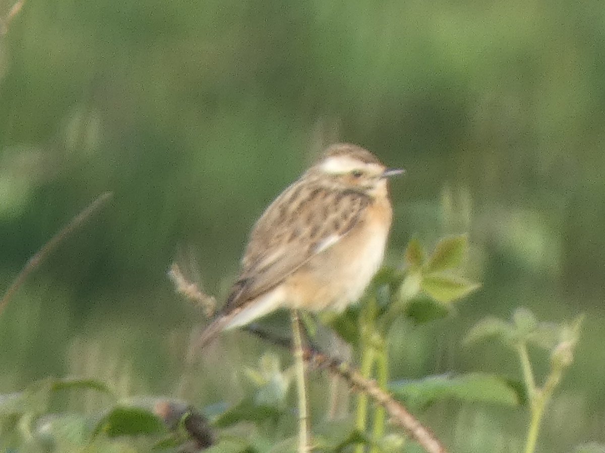 8 May Berryhill Botteslow Flash, Whinchat on the marsh/scrub between the flash and Causley brook, the first I have seen here. Also 2 Ring-necked Parakeets, 3 Garden Warblers. Little Egret. (Russell Toon)