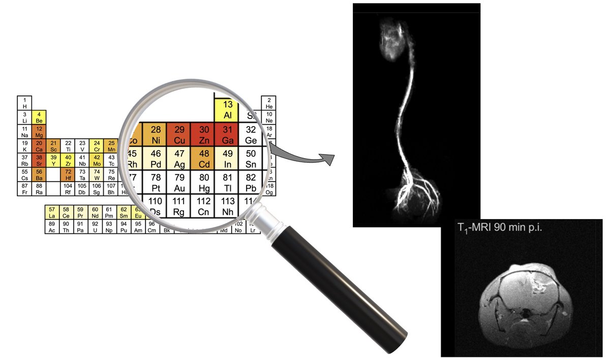Are you using nanomaterials for positive contrast MRI? 
Want to know the best composition? 

Aitor Herraiz @AitorHerraizP has studied (almost) the whole periodic table in our lates article in @ChemicalScience 

thanks to all collab. 

pubs.rsc.org/en/Content/Art…