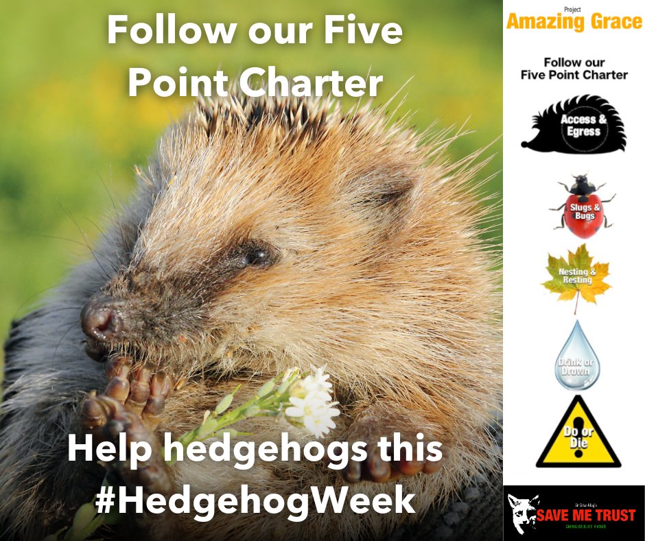 Follow our five simple steps to help hedgehogs this #HedgehogWeek with our Five Point Charter from our project @HedgehogGrace 🦔 Help save hedgehogs from the brink of extinction 👉 gracethehedgehog.co.uk/graces-five-po…