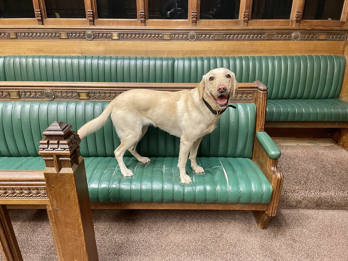 Bess, the explosives dog, making sure the House of Commons chamber is safe ahead of Prime Minister’s Questions at noon today.
