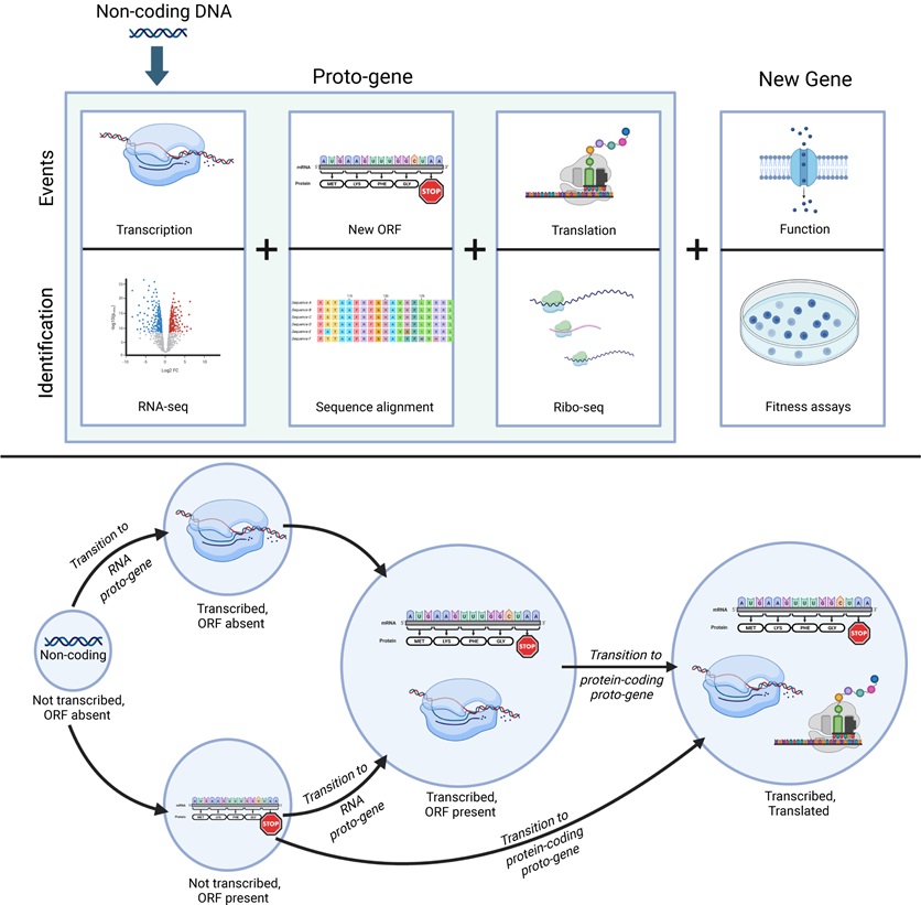 Where do new genes come from? @HassanZaman91 @barricklab &co show that within the timescale of the #LTEE experiment, the co-option of #promoters, mainly from #TransposableElements, serves as the major source of raw material for #DeNovoGenes #PLOSBiology plos.io/4a8p6DT