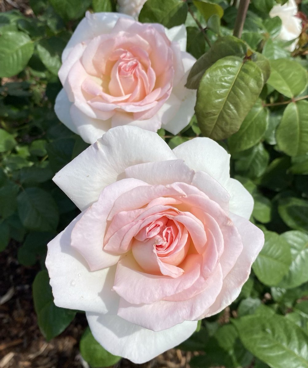 Francis Meilland for #RoseWednesday. May your day be as beautiful! #Flowers #GardeningX #MasterGardener