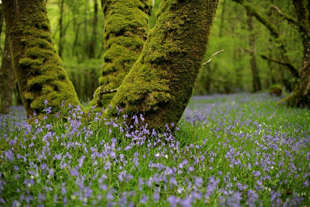 RSPB_Learning's tweet image. This time of year is a perfect opportunity to spot bluebells. But did your students know that almost half the world&apos;s bluebells are found in the UK and that it&apos;s against the law to intentionally pick, uproot or destroy bluebells?
#bluebells #learningthroughnature