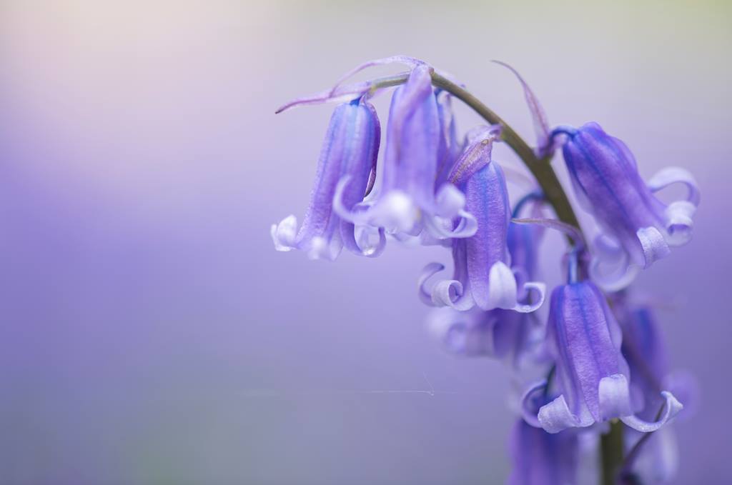 RSPB_Learning's tweet image. This time of year is a perfect opportunity to spot bluebells. But did your students know that almost half the world&apos;s bluebells are found in the UK and that it&apos;s against the law to intentionally pick, uproot or destroy bluebells?
#bluebells #learningthroughnature