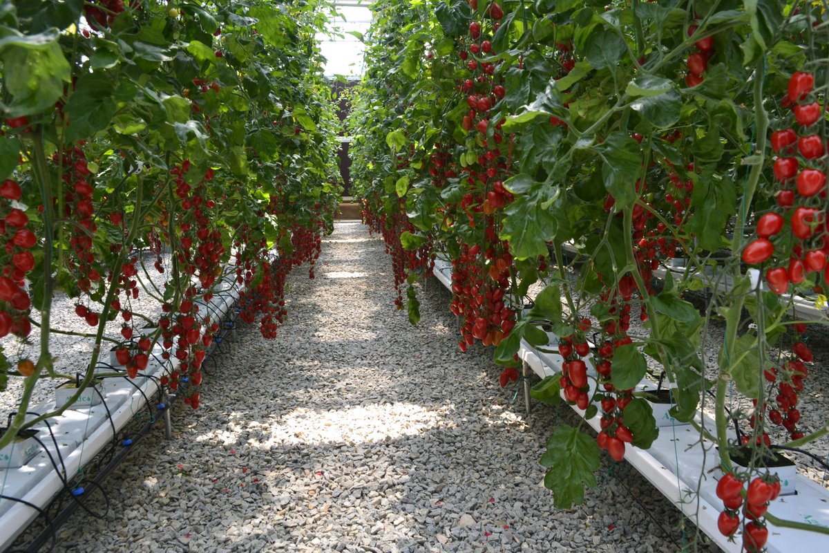 Safe, Nutritious and Delicious,lovely tomato grow in Growth's greenhouse.start your healthy career with Growth Greenhouse
#hydroponic farm #Greenhouse #Tomato #smart farming#