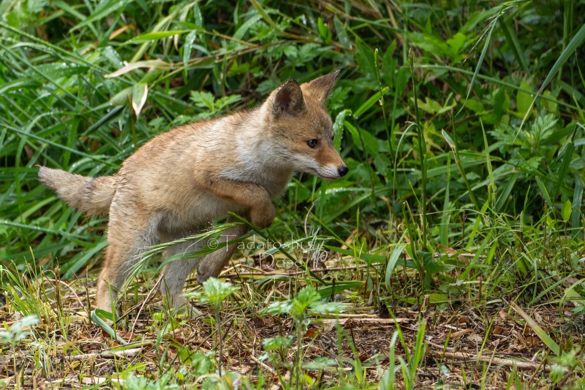 ホンドギツネの子ぎつね
はしゃぐはしゃぐ🥰

#野生動物 #wildlifemovie
#wildlifephotography #wildlifephotographer #動物写真家
#ホンドギツネ #子育て #子ぎつね #キツネ #スキンシップ #Japaneseredfox #breastfeeding #childrearing #foxparentin