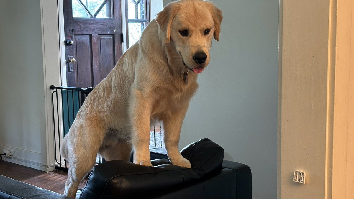 I have a very important announcement. No one is currently knocking on the front door. Next update in 753548 nanoseconds. Please stay tuned. #WeInterruptThisProgram #SpecialReport #TreatsNow 

#DogsOfTwitter #GoldenRetrievers