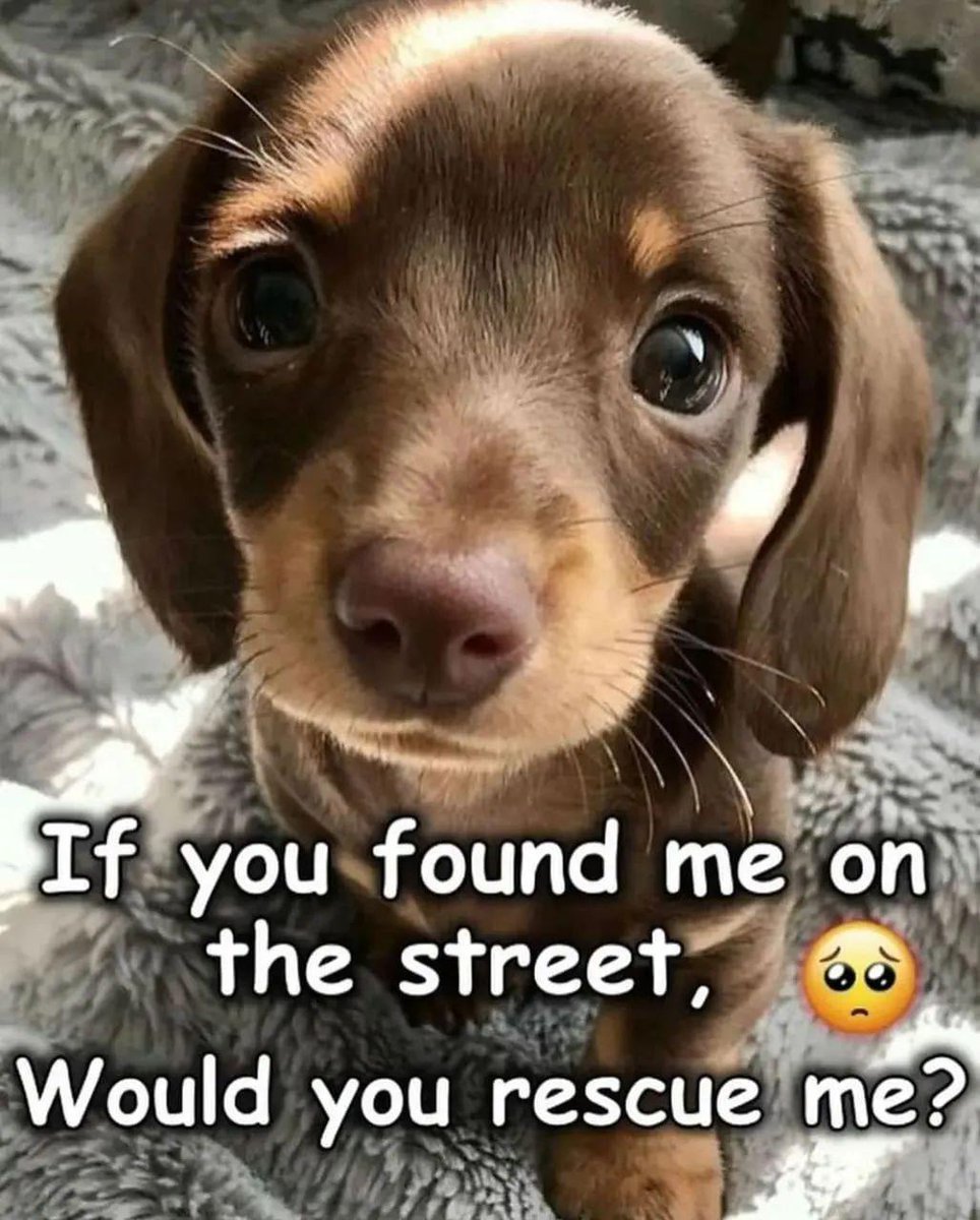 Happy Dog tweet media