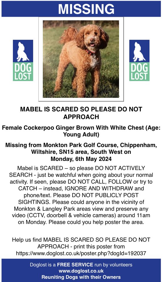 MABEL #LostDog Monkton Park Golf Course, #Chippenham #Wiltshire 6th May 2024 wearing a pink Julius K9 harness & lead “This is our beautiful timid #Cockerpoo - Mabel”. Please call Adrian on 07791560678 doglost.co.uk/dog-blog.php?d… #MakeChipsCount #FernsLaw #ScanMe #VetsGetScanning