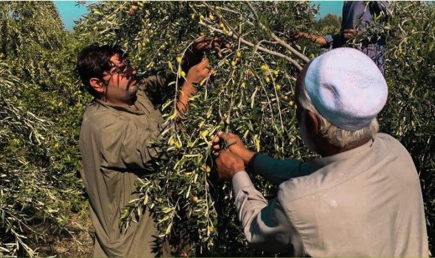 🌾Enhancing food security in Pakistan 🇵🇰 A new 🇮🇹 #cooperazioneitaliana’s contribution to @CIHEAMBari will expand the olive oil 🫒 supply chain and promote a resilient rural development in #Pakistan through vocational training and technical know-how of olive cultivation.