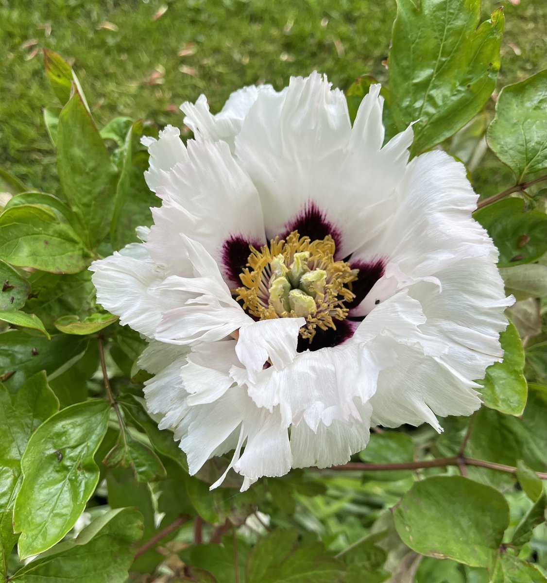 Saw this beauty while out walking the dog 🐶 this morning - thought it might be a peony? Not sure though? #garden #flowers 😍💕