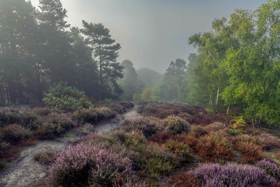 Join South Downs Youth Action at Hesworth Common on Thursday 30 May. Learn how to manage this unique habitat, one of the rarest on the planet. Places are limited so booking advised 👉eventbrite.com/e/south-downs-… 📷 @lloydlanephoto