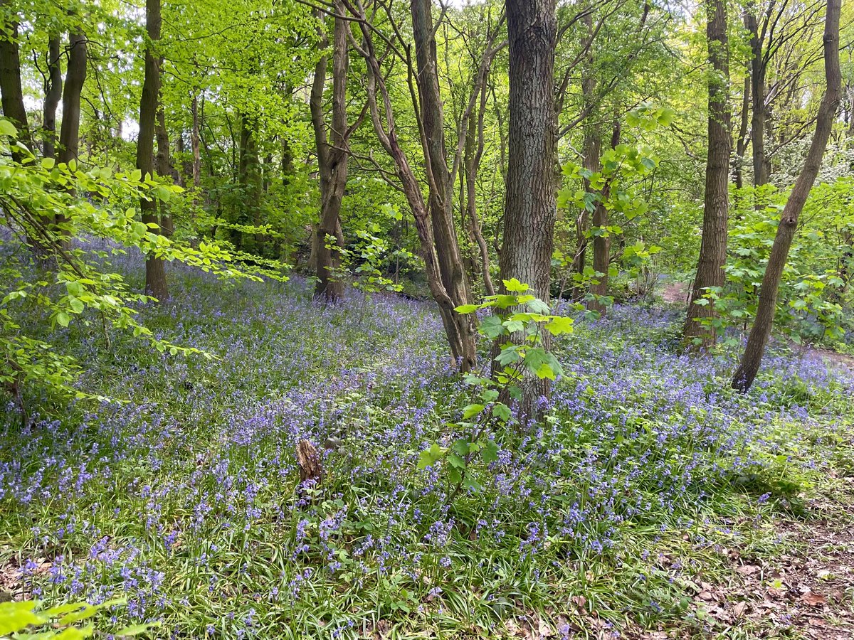 Did you know almost half the world's bluebells are found in the UK and are a protected species? I love going on a bluebell hunt and May is a great time to find them. These are from @CannonHall1760, and from the beautiful wood @Worsbrough_Mill just over the road from the car park