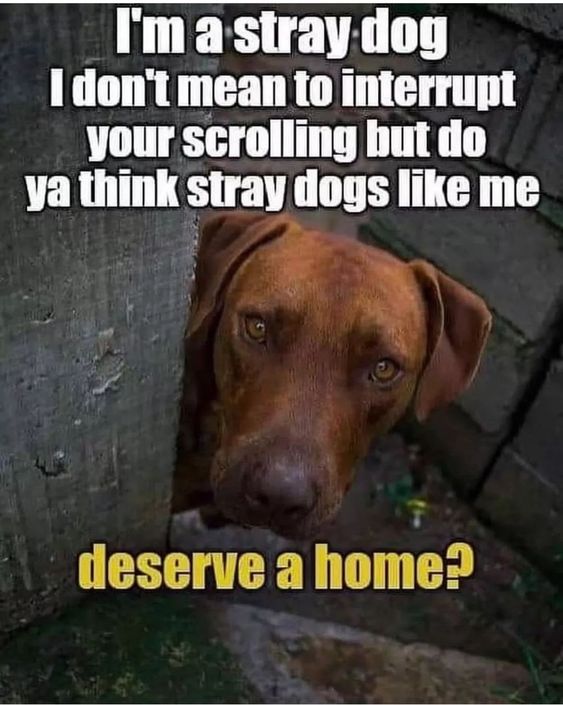All dogs deserve a home.