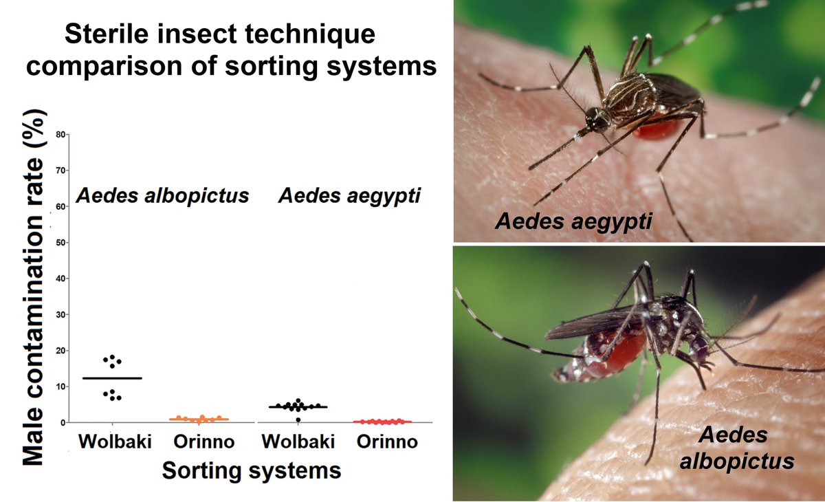 Evaluating and comparing two automatic advanced pupae sex separation systems for sterile #insect releases against #mosquitoes. Article in @SciReports by W. Mamai and others like @bouyer_jeremy - doi.org/10.1038/s41598… - @GlobalVectorHub, @bloodSparasites 🔓