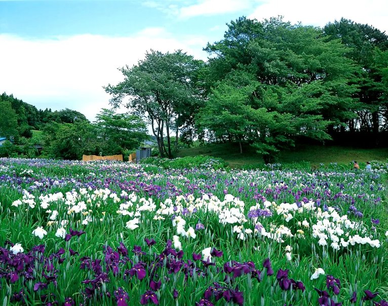 Today is #IrisDay! Although started in Belgium, this day celebrates irises everywhere. Here are some places in Japan where you can see irises!

1: Hanashobu-en (Utatsuyama Park), #Ishikawa
2: Ijimino Park, #Niigata
3. Mizumoto Park, #Tokyo
4. Ayame-en (Tagajo Castle), #Miyagi