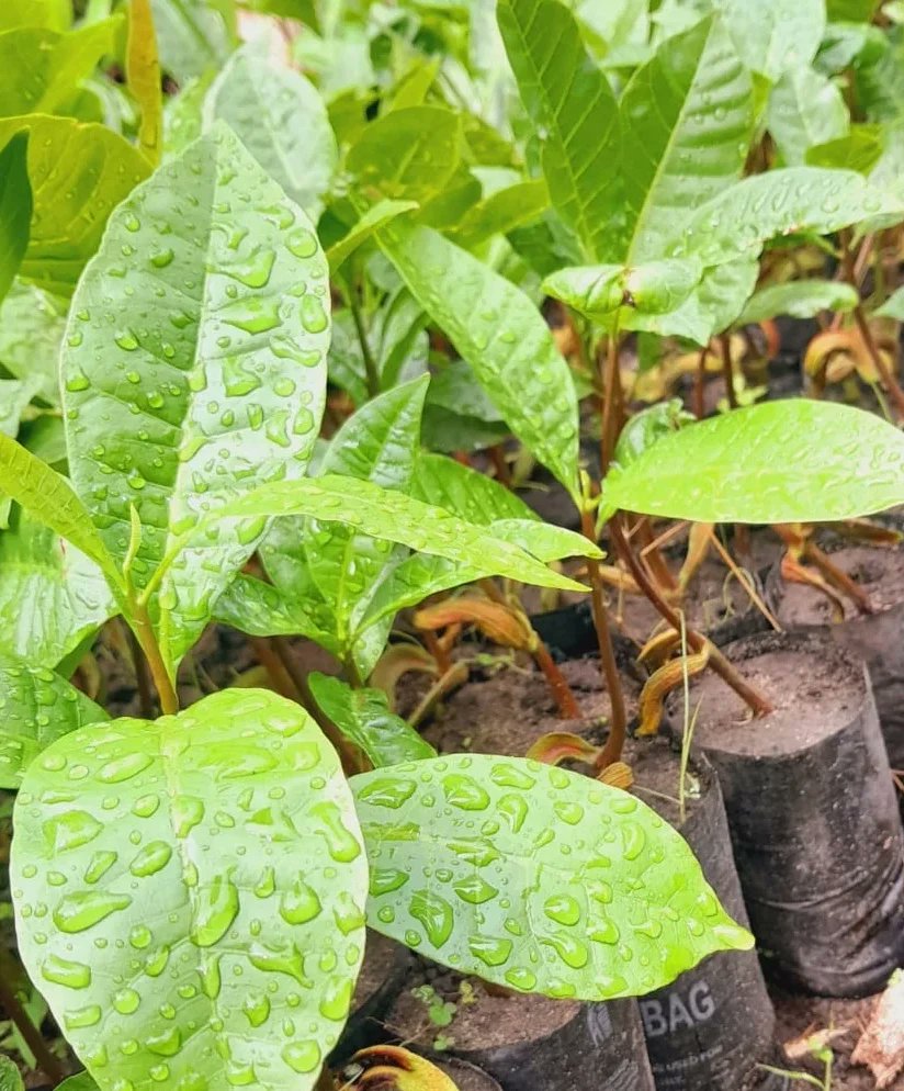 Variety of fruit seedlings propagated to be distributed to Boreka farmers for planting👏

#fruittrees #womeninnature #carboncredits #carbonproject #treelife #globalwarming #flooding #environment #climateaction #climatechange