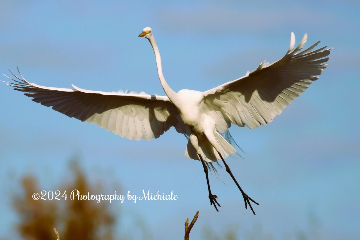 'If you're going to be salty, at least bring the tequila' (A great egret in flight at Ding Darling Wildlife Refuge on Sanibel Island, Florida)