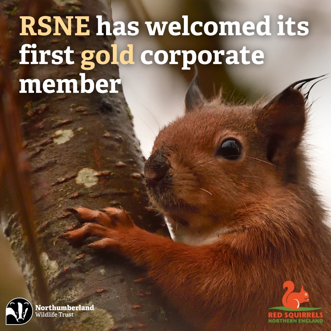 Red Squirrels Northern England (RSNE) has welcomed its first gold corporate member! The conservation project is delighted that Twizell Estate will be supporting its future conservation work. Read more: nwt.org.uk/news/going-red…