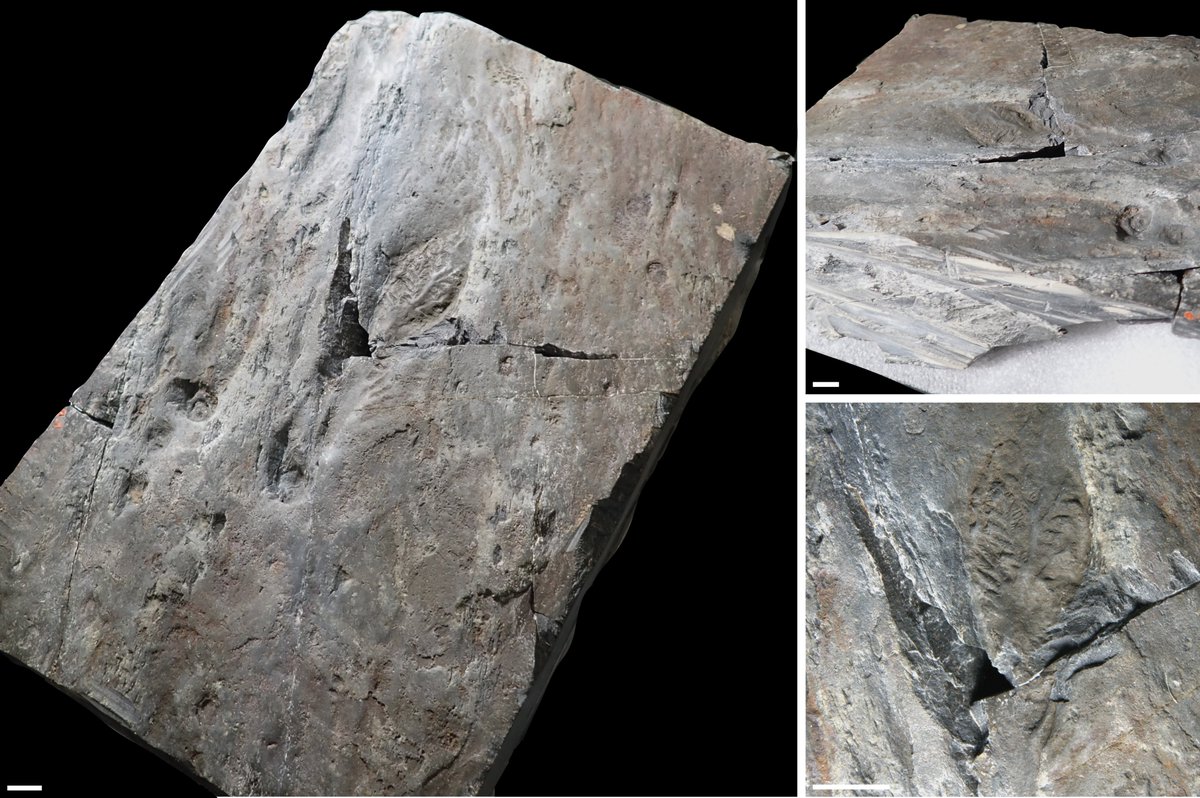 📢Want to read our new geoconservation/Ediacaran paper on "Protecting Newfoundland’s Palaeontological Geoheritage..." but don't have journal access?

📰<a href="/SpringerNature/">Springer Nature</a> have kindly provided us with a free(‼️), view-only version that you can read here: rdcu.be/dGOR4