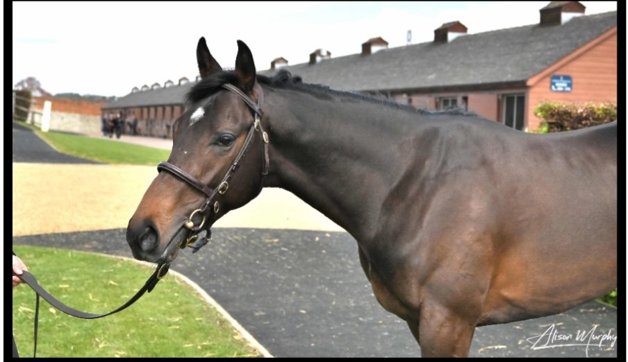 Mayflower Racing tweet media