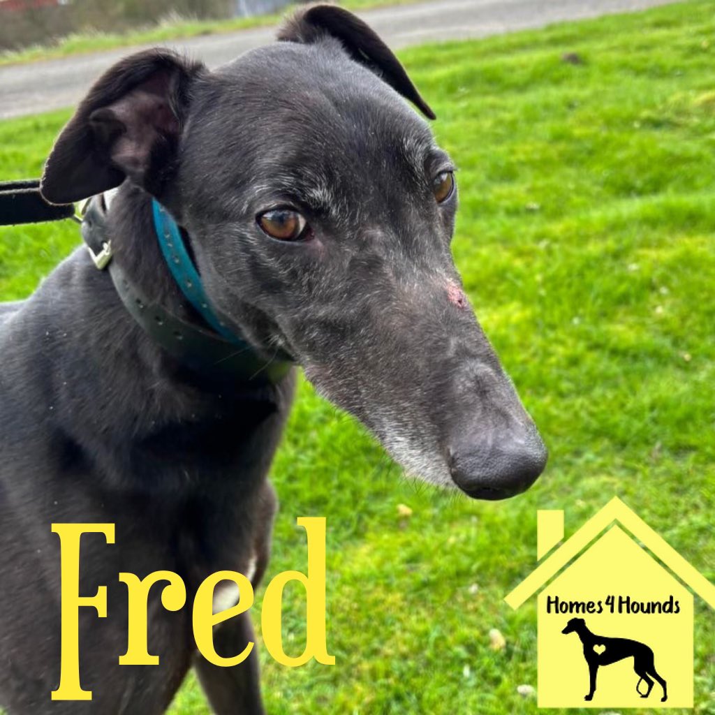 Fred joined us to look for his sofa a few weeks ago. In the kennel he’s a really laid back boy who doesn’t push for attention and is happy to take a back seat. You really wouldn’t know he’s around. Kennelled with a male companion with no issues.