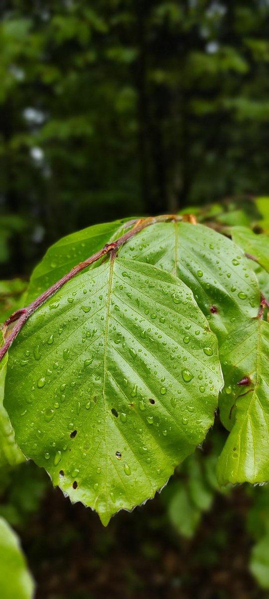 Listening to the rain 🌧️🍃
#forest #woods #rainyday #rain #greennature #greenpower #raindrops #rain #forestlife