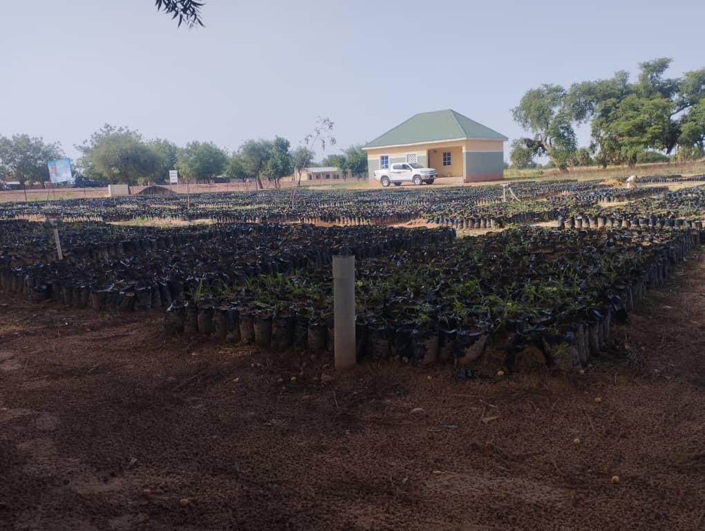 2023 Seedlings production in Katsina State.