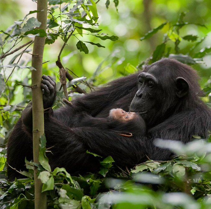 A heartwarming scene: mother and baby chimp share a tender moment in Kibale National Park. #ExploreUganda #VisitUganda