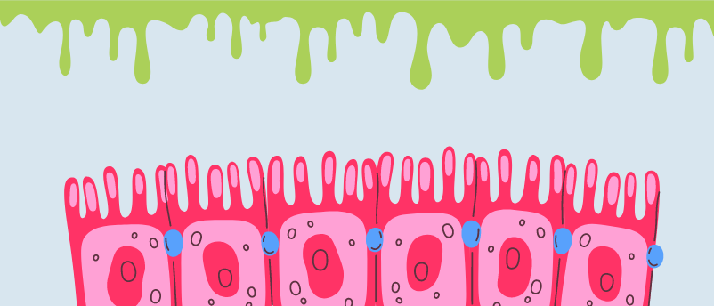 Researchers @Stanford have designed an in vitro model for intestinal mucus, leading to more accurate investigations of its function and avoiding the use of animal models hubs.ly/Q02ww6D60