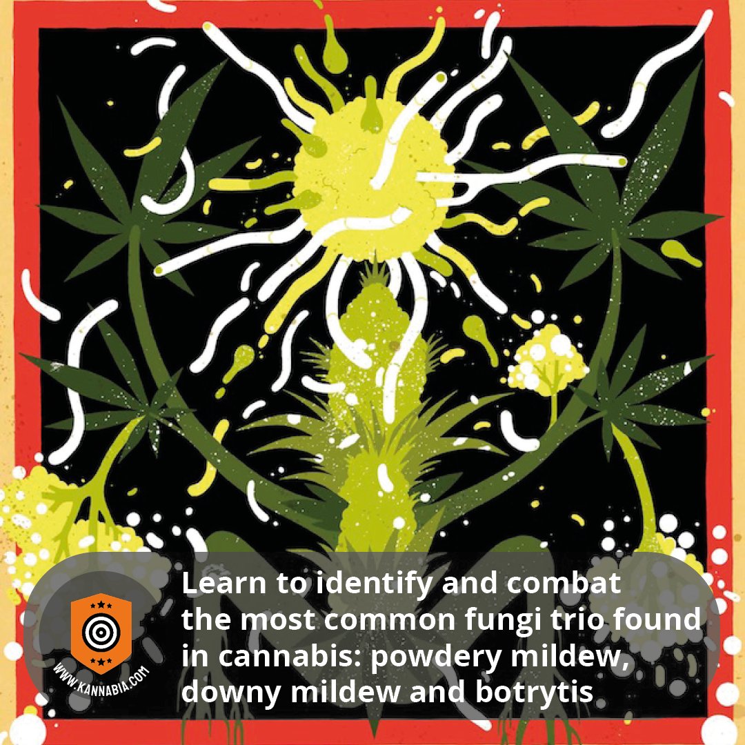 There are organisms that any self-respecting grower should be familiar with, so they can be either prevented or eradicated effectively. 🐛 At KANNABIA.COM you will find all these specialised items to tackle the most common pests found on cannabis plants.