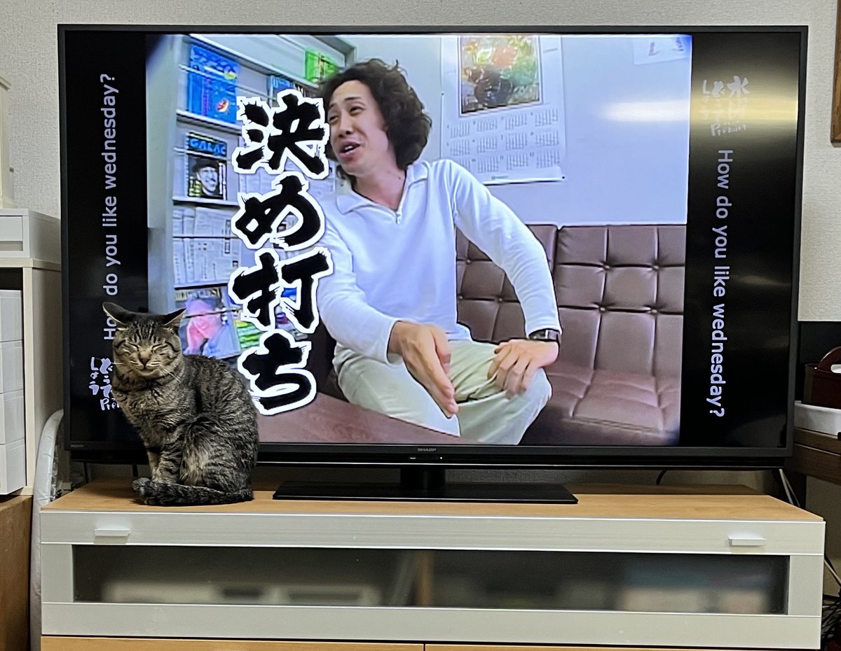 猫「ここをキャンプ地とする」