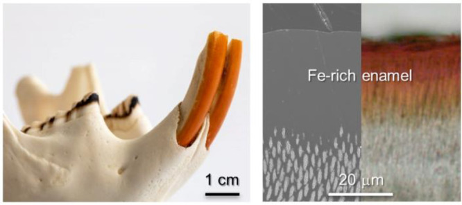 #Rodent incisors reveal a marvel of nature's architecture: a symphony of inorganic-organic interplay. Our study uncovers the intricate process of iron-rich #enamel formation, unlocking insights for #dental innovation and beyond.

ncbi.nlm.nih.gov/pmc/articles/P…

#EARA #animalresearch