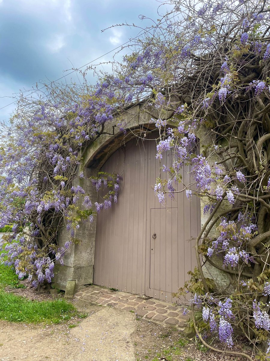 Wisteria hysteria has arrived here at @BeltonEstateNT in Lincolnshire. #EveryoneNeedsNature #wisteria #gardens #spring