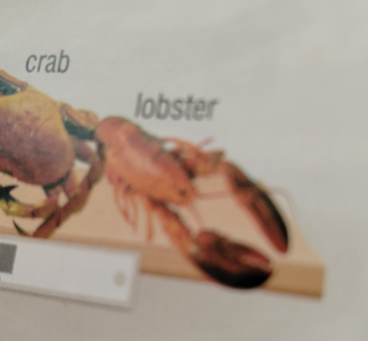 LOBSTER IN MY ENGLISH BOOK