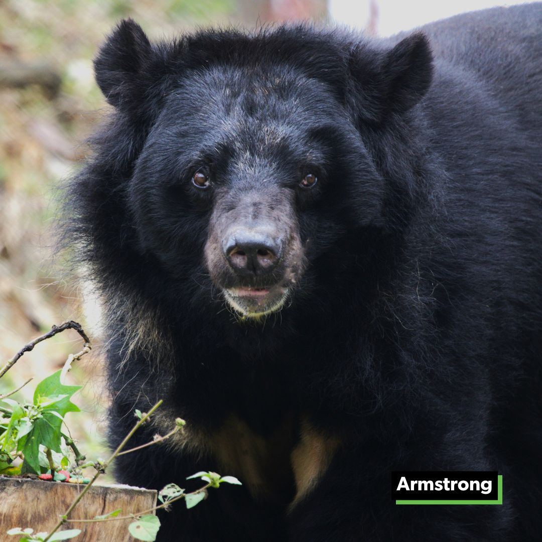 Seven months after Animals Asia rescued Armstrong from a bear farm where he'd spent 20 years in a cage, he's loving his new-found freedom at our Bach Ma bear sanctuary in Vietnam 😍 #bear #moonbear #nobearleftbehind #kindnessinaction #endbearbilefarming