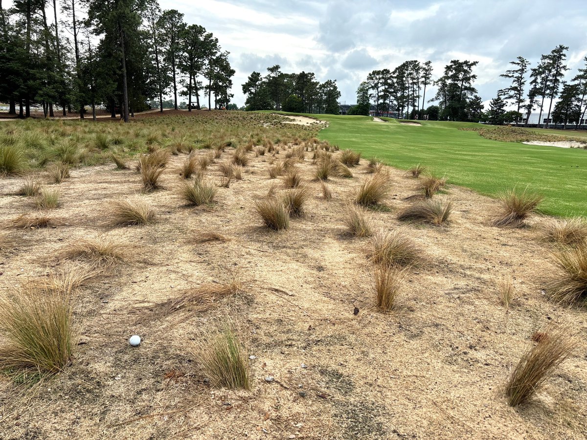 Only differences in setup of The Deuce @PinehurstResort between 2014 and '24 @usopengolf will be greens are now Bermuda, some 100k wire grass plants have been planted and 13 fairway (shown here) narrowed to 28 yards. This ball before would have been fairway, now you get pot luck.